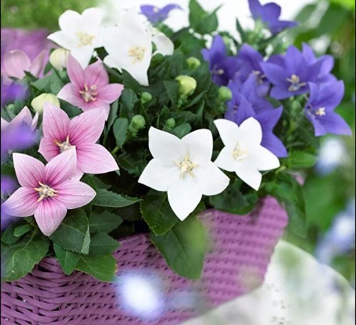 Balloon Flower mix  